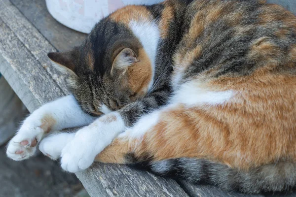 Beautiful Cat Three Colors Who Sleeps Bench — Stock Photo, Image