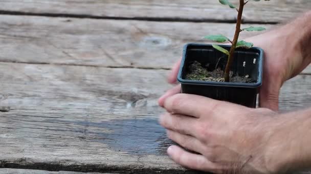 Cours Rempotage Laurier Enlever Plante Ancien Pot — Video