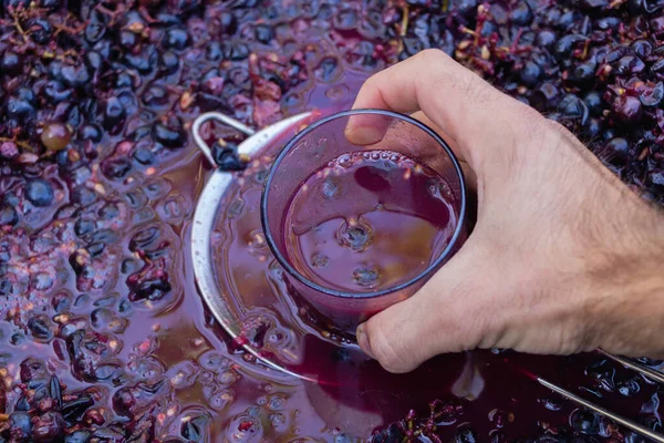 Vigneron Prend Verre Moût Comme Dégustation Vin Dans Processus Fermentation — Photo