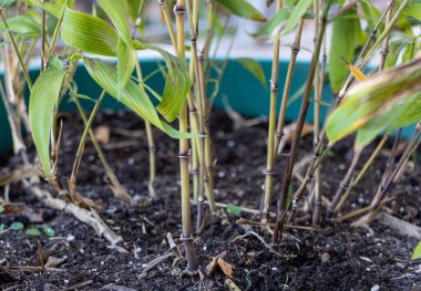 Sonbaharda minik filizleri olan saksıda pişirilmiş bir bambu. Kabın içinde bambu yetiştirme kavramı.