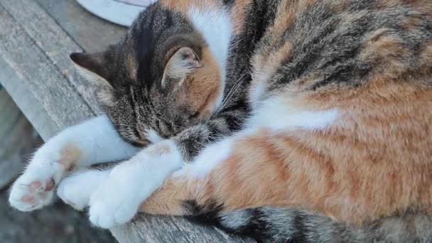 Eine Schöne Katze Mit Drei Farben Die Draußen Auf Einer — Stockvideo