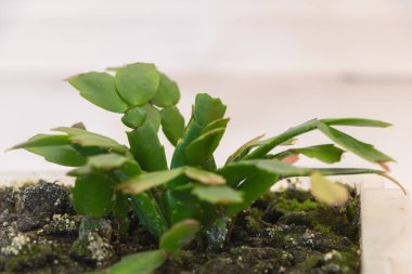 Beyaz Arkaplanda Genç Schlumbergera truncata Fabrikasının Zarifliği.