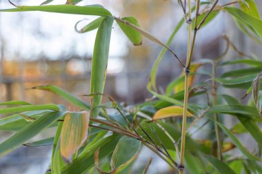 Bamboo Sprout in Close-Up: A Fresh and Vibrant Shot of Nature's Beauty.