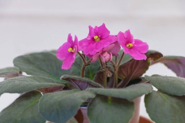 A Delicate Pink: A Shot of African Violet in Bloom on a White Background.