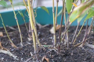 Phylostachys bambusunun seçmeli odak noktası Mosso Bambu ve yeni filizleri..