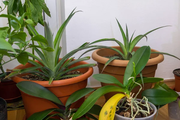 A Room Full of Tropics: Pineapple, Avocado, and Orchid Plants.