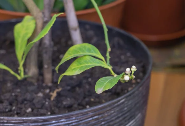 Touch Spring Lemon Tree Pot Buds Macro Close Image En Vente