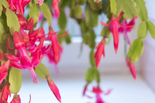 Selective focus on the beauty of Christmas cactus: A Red Schlumbergera Christmas Cactus in full bloom on windowsill.