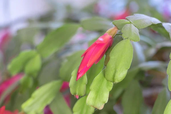 The Red Christmas cactus Miracle in Bud: A Close-up of Schlumbergera Cactus.