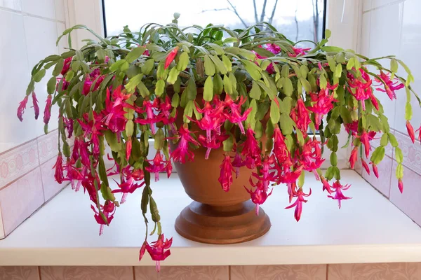 Brighten Your Windowsill Red Christmas Cactus Full Bloom Stok Gambar Bebas Royalti