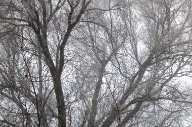 An Elm Tree in Winter: A Study in Frost and Ice textured.