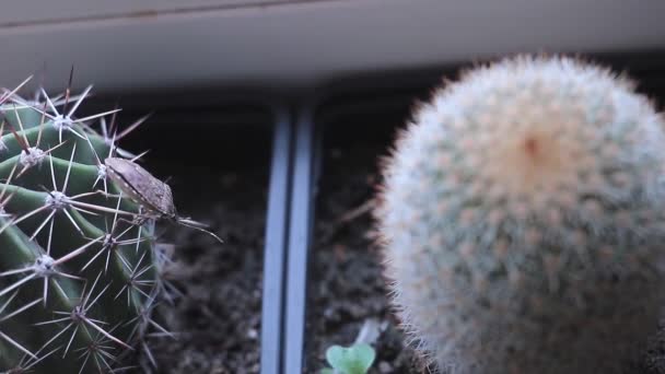 Unwelcome Visitor Stink Bug Echinopsis Cactus — Stock Video