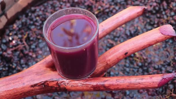 Savoring Flavor Fermentation Red Wine Tasting Concept Glass Fresh Must — Stock videók