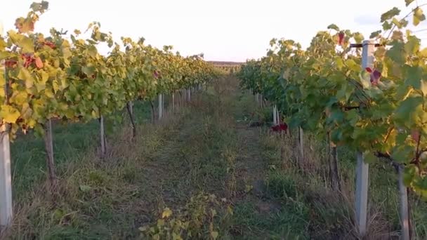 Winemaker Wonder Stroll Vibrant Vineyards Fall — Vídeo de Stock