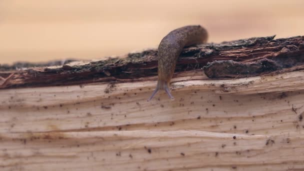 Slow Steady Climb Limax Snail Journey Tree Bark — Stok video