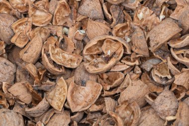 The Natural Wonder of Walnut Shells: A Closer Look.