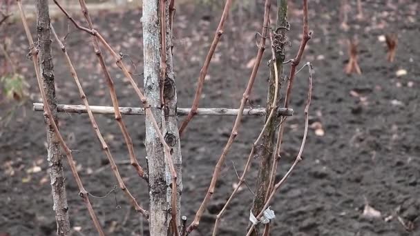 Winter Spring Beauty Leafless Vine Wooden Support — Stockvideo