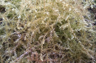 Close up of moss on the ground in the forest, natural background.