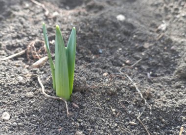 Sprout of daffodils on the ground in the garden.