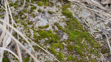 A World in Miniature: The Intricate Details of Moss on a Stone.