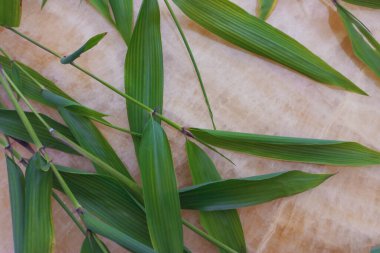 Green bamboo leaves on beige background, top view, copy space.