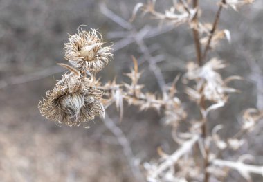 Finding Beauty in the Remains: A Tall Weed's Journey Through the Seasons.