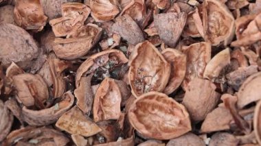 Nutty Patterns: A Macro Study of Nut Shell Textures