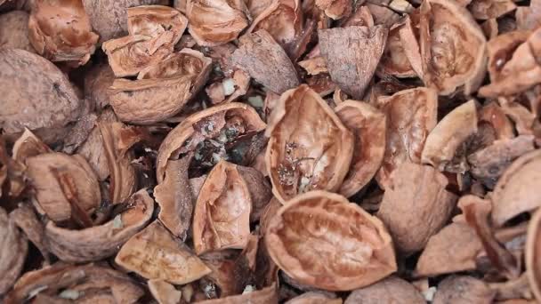Nutty Patterns Macro Study Nut Shell Textures — Stockvideo