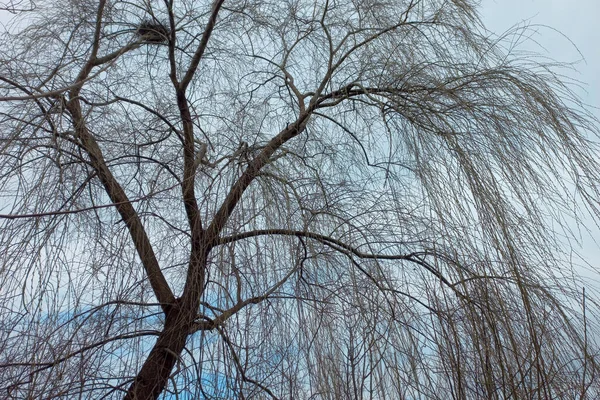 Ιτιά Κλαδιά Δέντρο Ενάντια Στο Μπλε Του Ουρανού Χειμώνα Φυσικό — Φωτογραφία Αρχείου