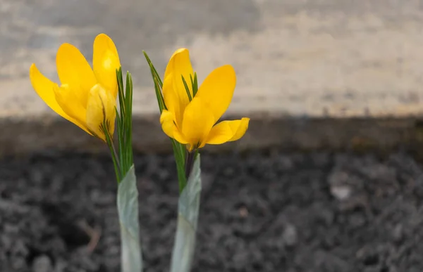 Żółte Kwiaty Krokusa Ogrodzie Wiosenny Dzień Skupienie Selektywne — Zdjęcie stockowe