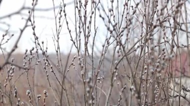 Baharın Neşe 'si Keçi Söğüt' ün Tatlı Aroma 'sı Tükürük Caprea