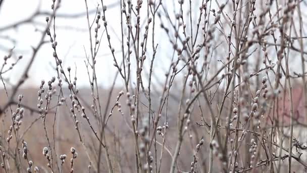 春の喜び ヤギの柳の甘い香り Salix Caprea — ストック動画