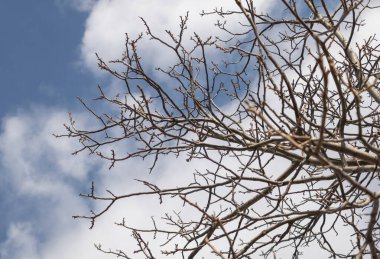 Kuru ağaç cevizi dalları, ilkbaharda beyaz bulutlarla mavi gökyüzüne karşı..
