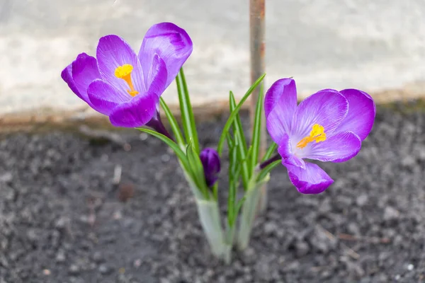 Fioletowe Kwiaty Krokusa Tle Czarnej Gleby — Zdjęcie stockowe