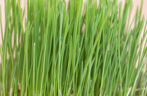 Green Wheat Grass Close Light Background Macro — Stock Photo, Image