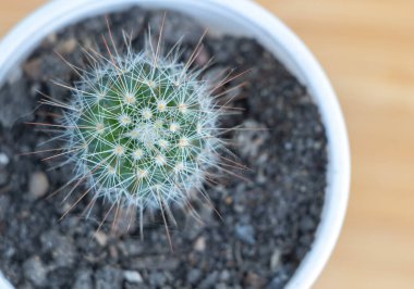 Ahşap arka planda bir tencerede kaktüs. Üst görünüm.