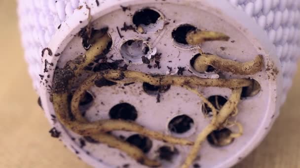 Exploring Limits Rootbound Spider Plant Roots — стоковое видео