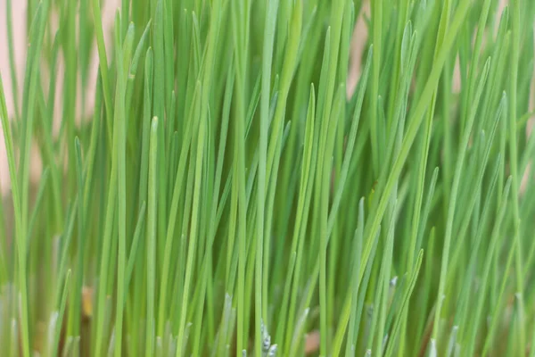 Green Wheat Grass Close Selective Focus Nature Background — Stock Photo, Image