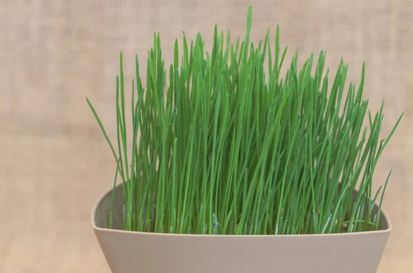Green Wheat Grass Pot Background Brown Burlap — Stock Photo, Image