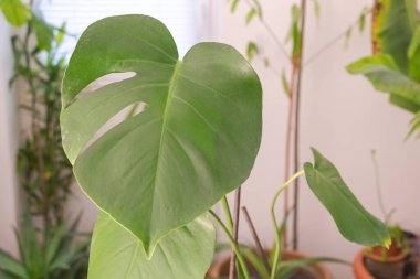 Monstera deliciosa bitkisi pencere kenarında bir tencerede.