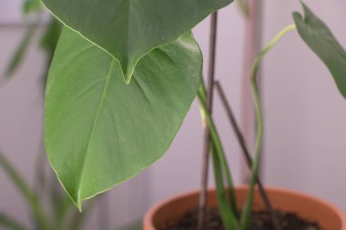 Canavar bitkisinin yeşil yapraklarını kapatıyoruz..