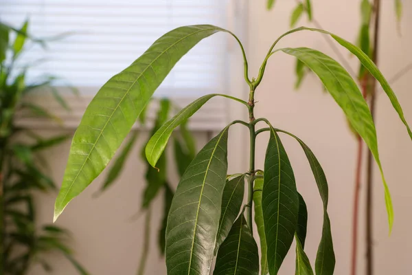 Planta Mango Interior Habitación Hojas Verdes — Foto de Stock