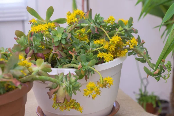 Plante Succulente Sedum Palmeri Avec Des Fleurs Jaunes Dans Pot Photos De Stock Libres De Droits
