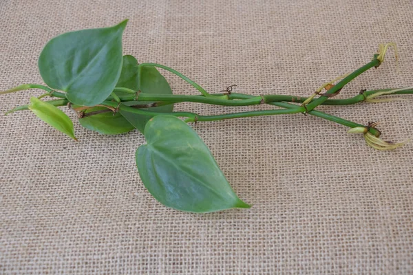 Филодендрон Растение Зелеными Листьями Мешковине Фон Крупным Планом Концепция Природы — стоковое фото