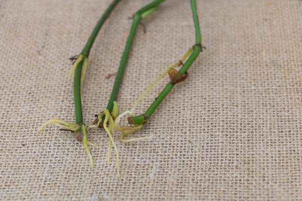 Здоровая Концепция Корневой Системы Растения Филодендрона Подложке Мешковины — стоковое фото