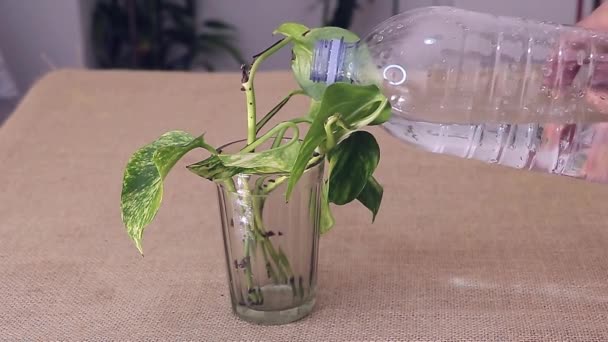 Agua Cámara Lenta Vertiendo Sobre Esquejes Scindapsus Vaso Concepto Propagación — Vídeos de Stock
