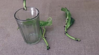 Üreme Sanatı: Cam Kesen Scindapsus 'a Büyüleyici Bakış