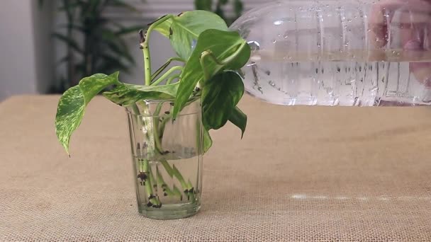 植物伝播の概念 スローモーション水がScindapsusの切断に注ぐ — ストック動画