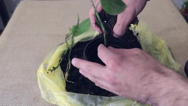 Cultivando Propio Filodendro Cómo Plantar Esquejes — Vídeos de Stock
