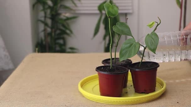 スローモーメントセレニティ 水を与えられているフィロデンドロン植物のリラックスし 静かなスローモーションビュー — ストック動画